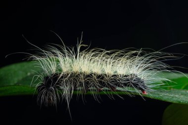 Yaprağın üzerindeki Macro tırtılı.