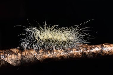 Yaprağın üzerindeki Macro tırtılı.