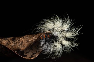 Yaprağın üzerindeki Macro tırtılı.
