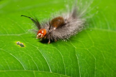 Yaprağın üzerindeki Macro tırtılı.