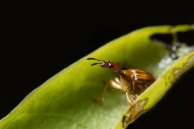 Yaprak üzerinde makro böcek Curculionoidea