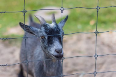 Hayvanat bahçesinde keçi