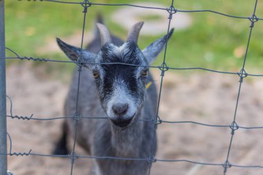 Hayvanat bahçesinde keçi