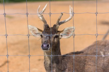 Hayvanat bahçesindeki geyik