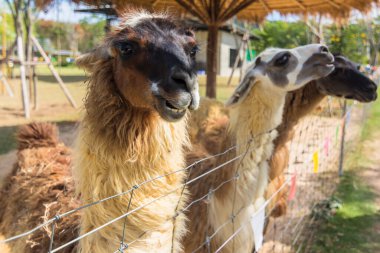 Hayvanat bahçesindeki lama