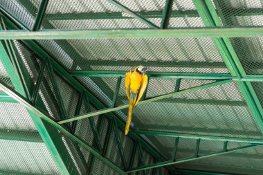 Hayvanat bahçesindeki papağan