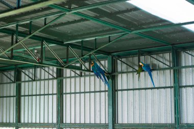 Hayvanat bahçesindeki papağan