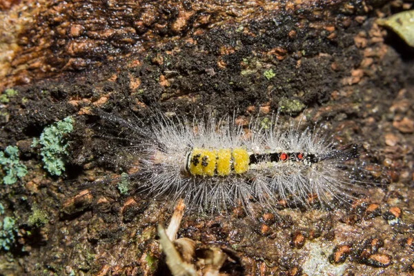 Macro Worm Plant — Stock Photo, Image