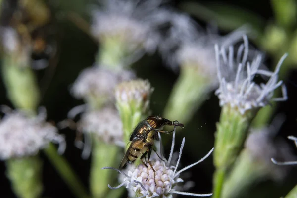 Syrphidae Sobre Plantas Silvestres —  Fotos de Stock