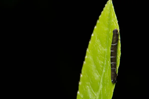 Macro Gusano Hoja — Foto de Stock