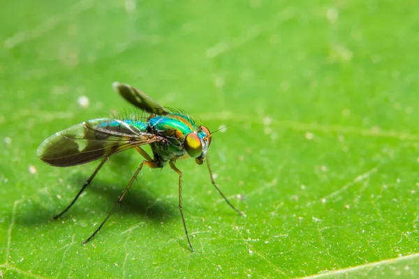 Macro Insect Langbenige Vliegen Het Groene Blad — Stockfoto