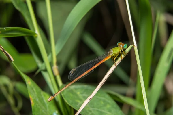 Macro Libellule Sur Plante — Photo