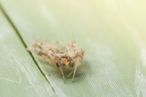 Macro Aranha Folha — Fotografia de Stock