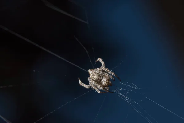 Nehmen Sie Eine Spinne Aus Nächster Nähe Auf Einem Spinnennetz — Stockfoto
