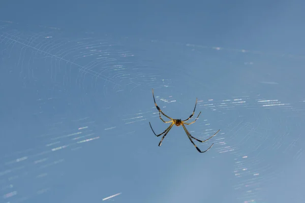 Nehmen Sie Eine Spinne Aus Nächster Nähe Auf Einem Spinnennetz — Stockfoto