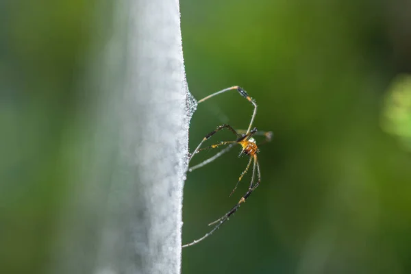 Prenez Une Araignée Gros Plan Sur Une Toile Araignée — Photo