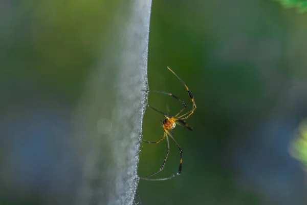Nehmen Sie Eine Spinne Aus Nächster Nähe Auf Einem Spinnennetz — Stockfoto