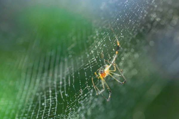 クモの巣のマクロクモ — ストック写真