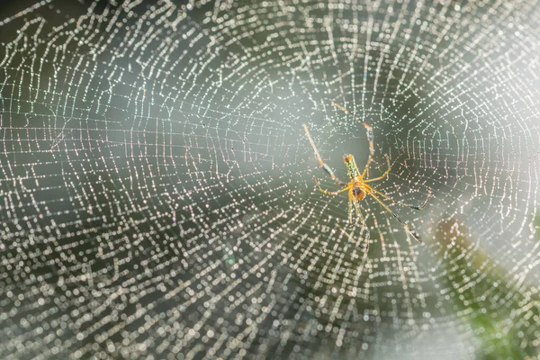 蜘蛛网上的巨蜘蛛 — 图库照片
