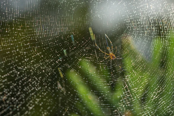 Păianjen Aproape Pânză Păianjen — Fotografie, imagine de stoc