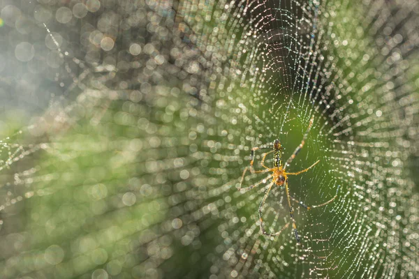 Vezměte Zblízka Pavouka Pavučinu — Stock fotografie