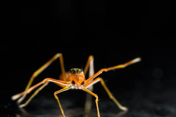 Prenez Une Araignée Gros Plan Sur Une Toile Araignée — Photo