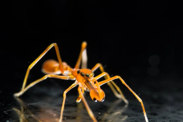 Prenez Une Araignée Gros Plan — Photo