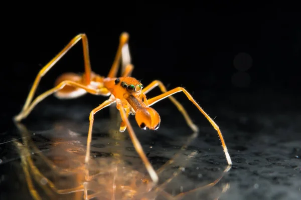 Pegue Uma Aranha Close — Fotografia de Stock