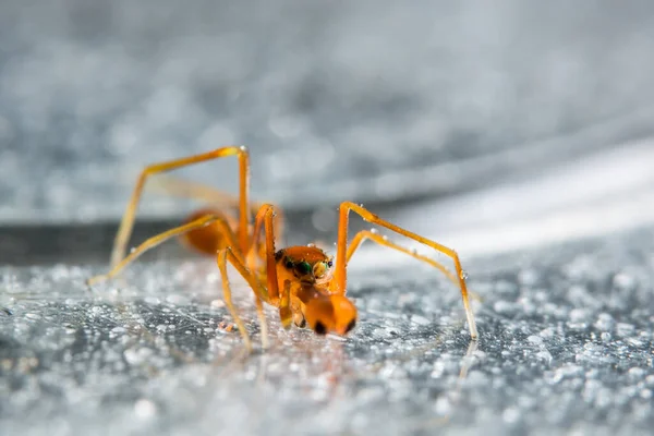 Pegue Uma Aranha Close — Fotografia de Stock