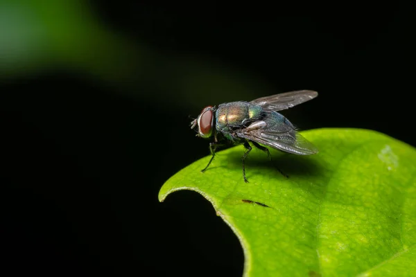 Makrofliegen Auf Dem Blatt — Stockfoto