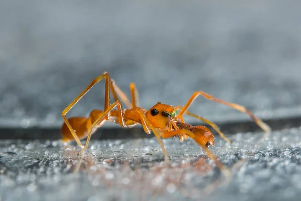 Pegue Uma Aranha Close — Fotografia de Stock