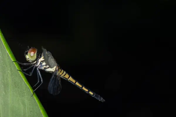 Macro Dragonfly Leaf — Stock Photo, Image
