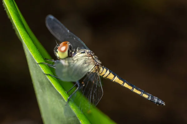 Macro Libelle Blad — Stockfoto