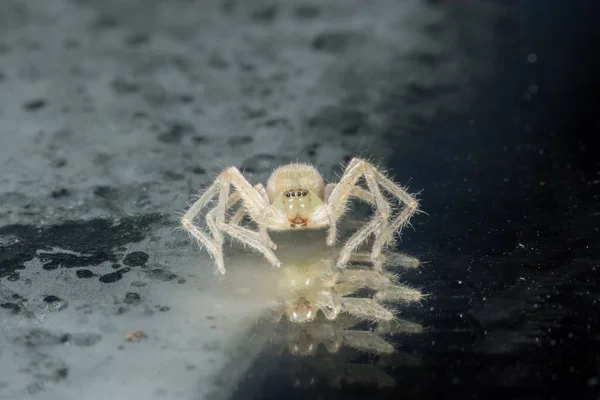 Πάρε Μια Κοντινή Αράχνη — Φωτογραφία Αρχείου