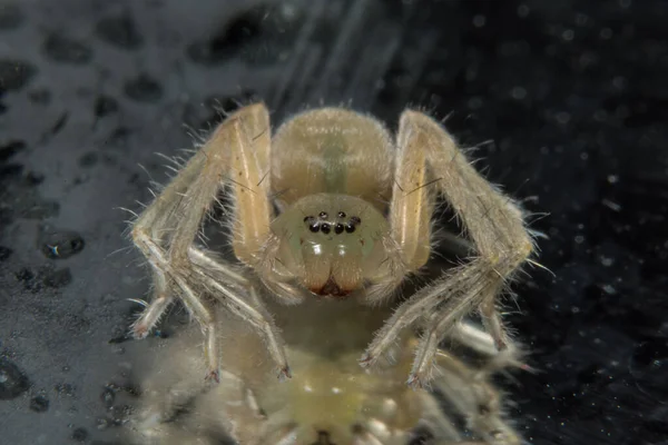 Pegue Uma Aranha Close — Fotografia de Stock