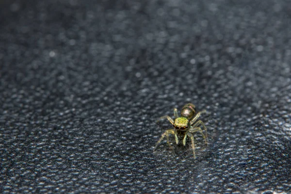 Prenez Une Araignée Gros Plan — Photo