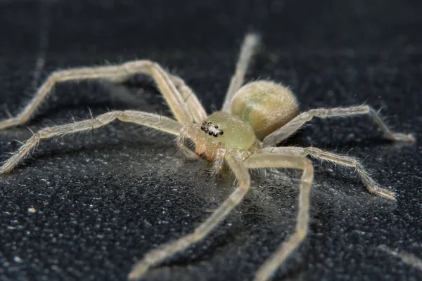 Pegue Uma Aranha Close — Fotografia de Stock