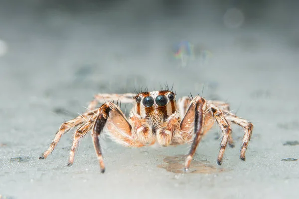 Pegue Uma Aranha Close — Fotografia de Stock