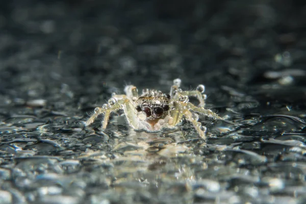 Nehmen Sie Eine Spinne Aus Nächster Nähe — Stockfoto