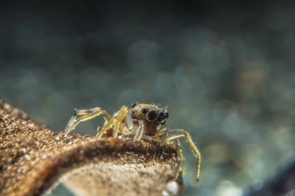Bir Dal Üzerinde Bokeh Arka Plan Makro Örümceği — Stok fotoğraf