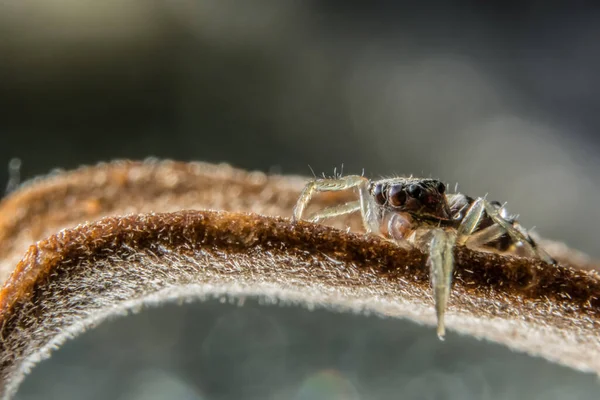 Toma Una Araña Cerca —  Fotos de Stock