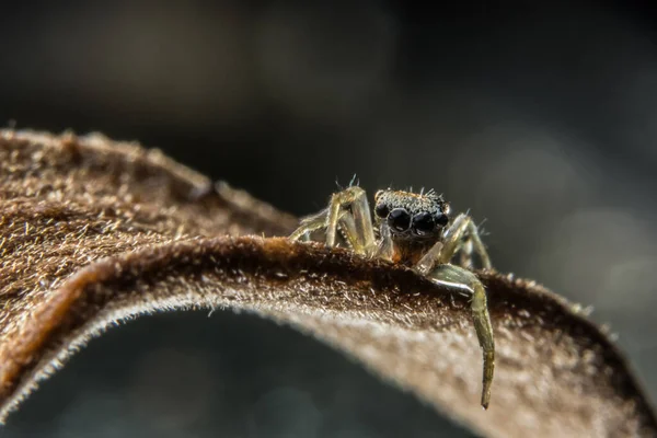 Pegue Uma Aranha Close — Fotografia de Stock