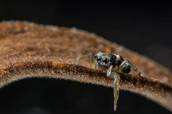 Kuru Dal Üzerinde Macro Örümceği — Stok fotoğraf