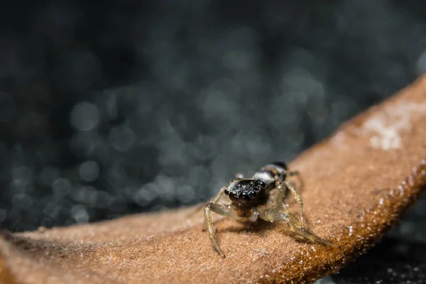 Macro Aranha Galho Seco — Fotografia de Stock