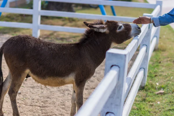 Hayvanat bahçesindeki atlar