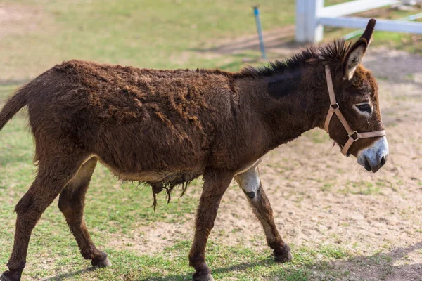 Hayvanat bahçesindeki atlar