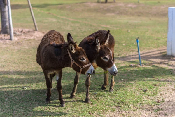 Hayvanat bahçesindeki atlar