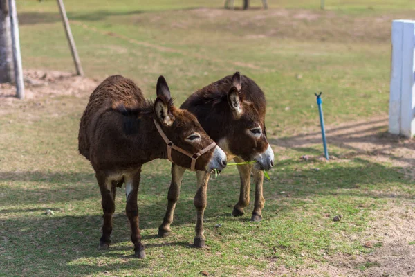 Koně Zoo — Stock fotografie