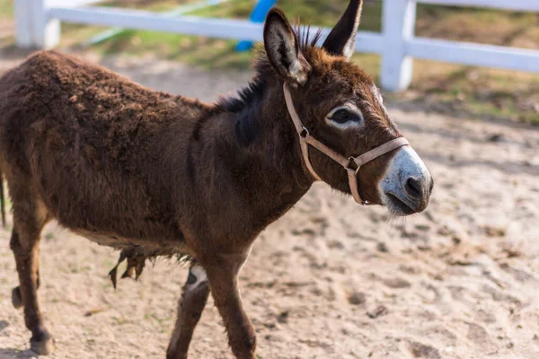 Hayvanat bahçesindeki atlar