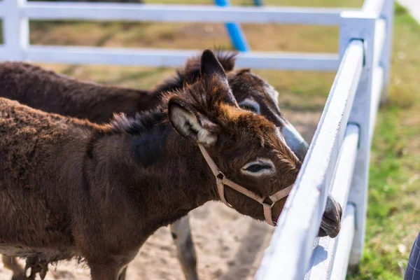Hayvanat bahçesindeki atlar